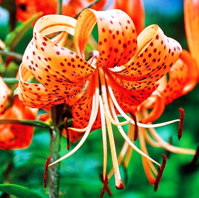 50PCS Orange Tiger Lily Seeds Rare Bloom Flower Seeds Heirloom