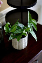 PLANTVERS Cebu Blue Pothos Epipremnum Pinnatum in 4" Nursery Pot | Vining Plant | Lowlight Indoor Plant | Office Plant | Air Purifying Trailing Plants