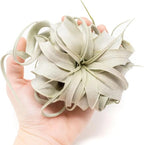 Air Plant Shop 6 Pack Mini Tillandsia Xerographica- Wholesale and Bulk - Succulents - Live Tillandsia - Easy Care Indoor and Outdoor House Plants