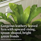 American Plant Exchange Bird’s Nest Fern – 6-Inch Pot – Live Easy Care Indoor Houseplant, Air-Purifying, Pet-Friendly Tropical Plant for Bathrooms, Bedrooms & Home or Office Décor