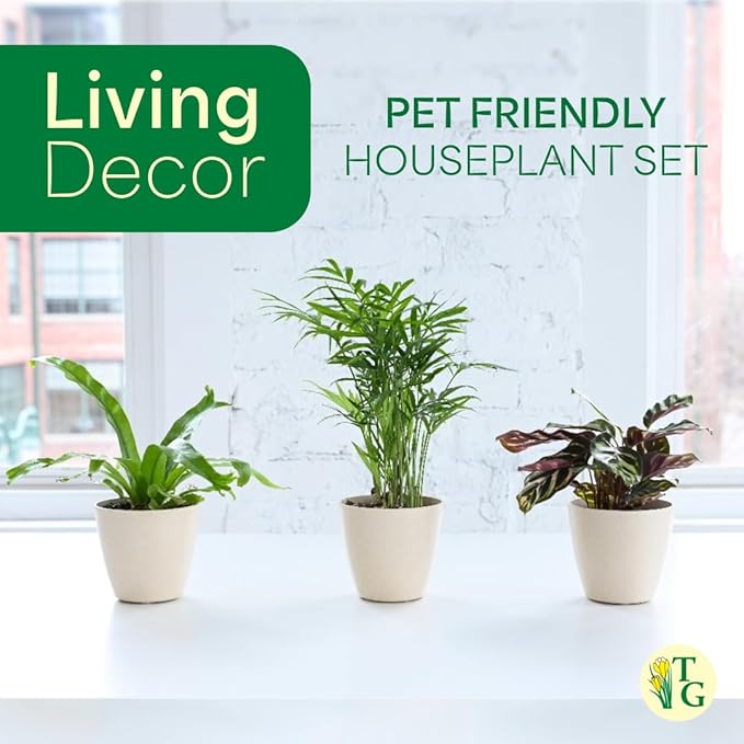 Thorsen's Greenhouse Live Pet Friendly Indoor Houseplants, Live Plants, Safe for Pets, 4" Diameter Pot, 3-Pack (Gold)