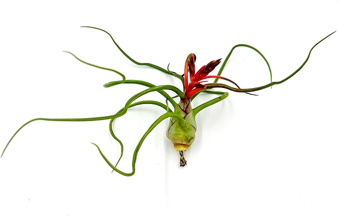 ragnaroc Air Plants - Flowering Tillandsia Bulbosa Belize, Giant 7-9" - 5ct - Live Arrival Guaranteed - House Plants for Home Decor & Gift