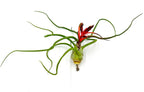 ragnaroc Air Plants - Flowering Tillandsia Bulbosa Belize, Giant 7-9" - 3ct - Live Arrival Guaranteed - House Plants for Home Decor & Gift