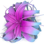 XL Xerographica Colored Air Plant, Live Tillandsia House Plant, Easy Care Indoor Outdoor, Great Gift, Healthy Arrival Guaranteed (Rainbow #2)