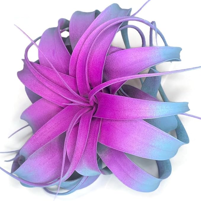 XL Xerographica Colored Air Plant, Live Tillandsia House Plant, Easy Care Indoor Outdoor, Great Gift, Healthy Arrival Guaranteed (Rainbow #2)
