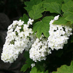 Hydrangea Live Plant, 6-12 Inch Tall, Hardy Flowering Shrub in 2.5" Pot, Outdoor Garden Hydrangea Bush (Oakleaf Hydrangea)