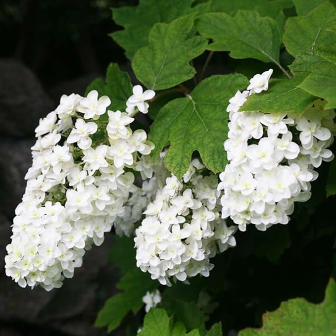 Hydrangea Live Plant, 6-12 Inch Tall, Hardy Flowering Shrub in 2.5" Pot, Outdoor Garden Hydrangea Bush (Oakleaf Hydrangea)