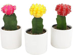 Grafted Cactus Plants Live in White Plant Pots (3 PK), Live Cactus Plant in Cactus Soil Potting Mix, Live Mini Cactus Succulents Plants Live Cacti, Cactus Pots with Live Succulents by Plants for Pets