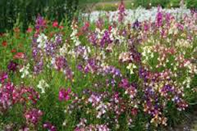 Snapdragons Fairy Bouquet, Linaria Maroccana Seeds, (200+) Beautiful Mix of Bright Colorful Blooms