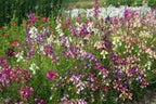 Snapdragons Fairy Bouquet, Linaria Maroccana Seeds, (200+) Beautiful Mix of Bright Colorful Blooms
