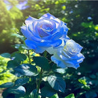 48+ Rose Seeds for Planting Outdoors,Rare Rose Seeds,Roses Seed Blooms, Gothic & Elegant Heirloom Variety for Dramatic Gardens Home Outdoor
