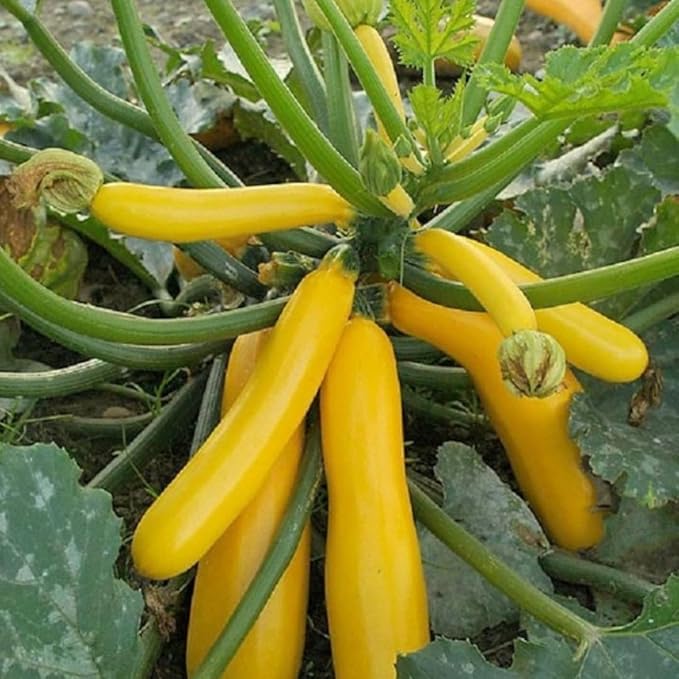 2 Live Squash Plants, Zucchini Plants Seedlings, Yellow Squash Plant Live in 4 Inch Pot