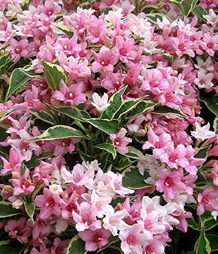 Variegated Weigela - Heavy Blooming Multicolor - Live Plant Shipped 1 to 2 Feet Tall by DAS Farms