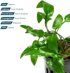 SubstrateSource Cryptocoryne Live Aquarium Plants - Freshwater Plant for Aquariums, Planted Fish Tanks - Beginner Friendly (Wendtii Green, 1 Pot (3-5 Plants))