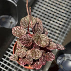 Peperomia Schumi Red Live Plant, Pet-Safe Metallic Red Houseplant in 3-Inch Grower Pot, Beginner-Friendly Flowering Indoor Tropical Plant for Home and Office Decor