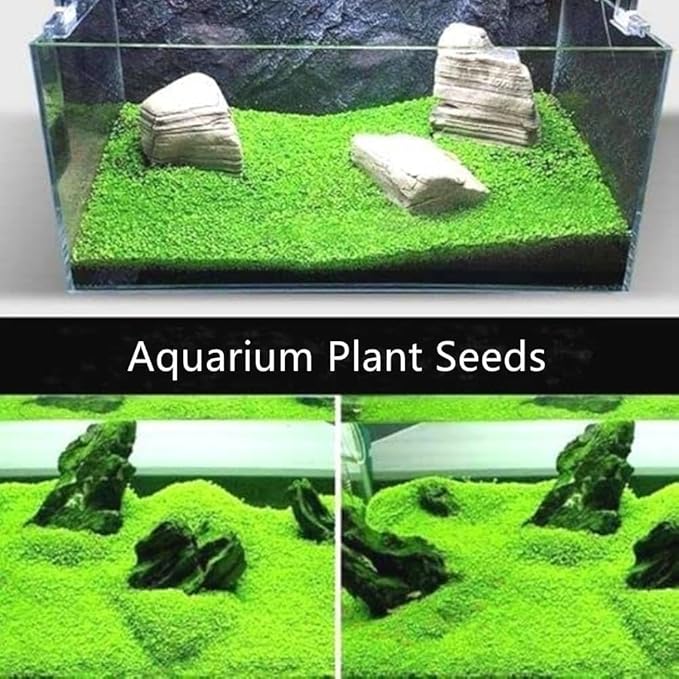 3-Pack Dwarf Leaf Aquarium Plants S.e.e.ds, Easy-Growing Freshwater Aquarium Plants for Fish Tank Decorations