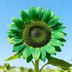 100+ Exotic Sunflower Seeds for Planting Rare Bright Sunflowers Non-GMO Heirloom Seeds for Home Garden Outdoors
