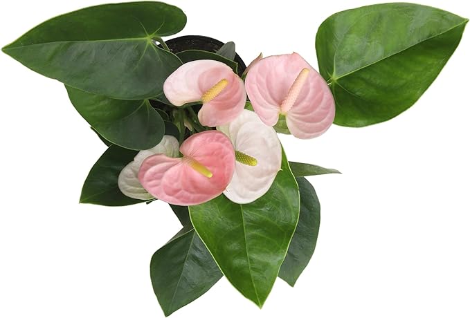 Pink Anthurium Live Plant (Approx. 13-16" Tall), Real Flowers/Unique House Plants in 4" Nursery Pot, Floral Office Plants, Air Purifying Plants & Cool Gifts for Plant Lovers by Plants for Pets