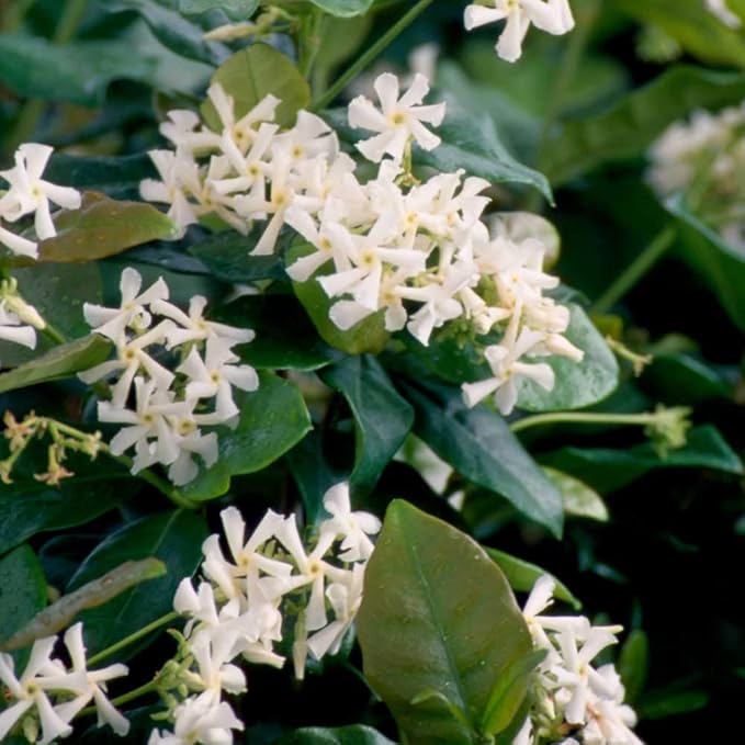 Star Jasmine 'Large Leaf' (2.5 Gallon) Aromatic White Blooming Evergreen Vine - Full Sun Live Outdoor Plant