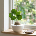 Stephania Cephalantha Live Plant in 2 – 2.5" Inch Pot | Stephania Erecta Plant Bulb | Low-Maintenance Indoor Greenery | Suitable for Desks, Shelves & Modern Décor | Great Botanical Gift