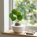 Stephania Erecta Bulb Style Plant in 3.5 – 4" Inch Pot | Stephania Cephalantha Live Caudex | Easy Indoor Growing | Decorative Addition to Home & Office | Ideal for Unique Plant Gifts