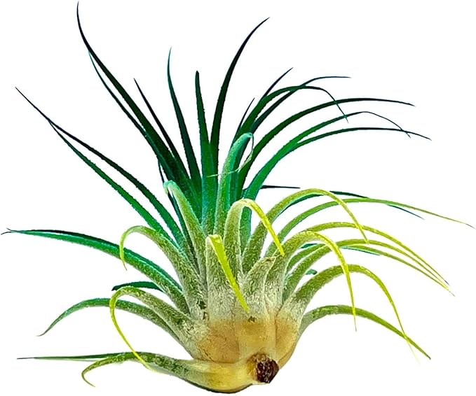 ragnaroc Air Plants - Tillandsia Ionantha, Regular 2-3" - 1ct - Organically Enhanced Color - Live Arrival Guaranteed - House Plants for Home Decor & Gift, Peacock