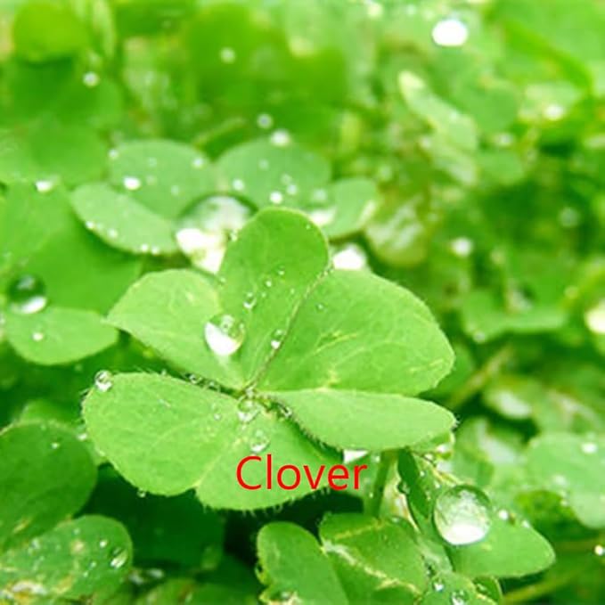 5 Bags Aquarium Plant S.e.e.ds, not Artificial Plastic Plant, Fish Tank Live Grass for All Substrate yjl133sz