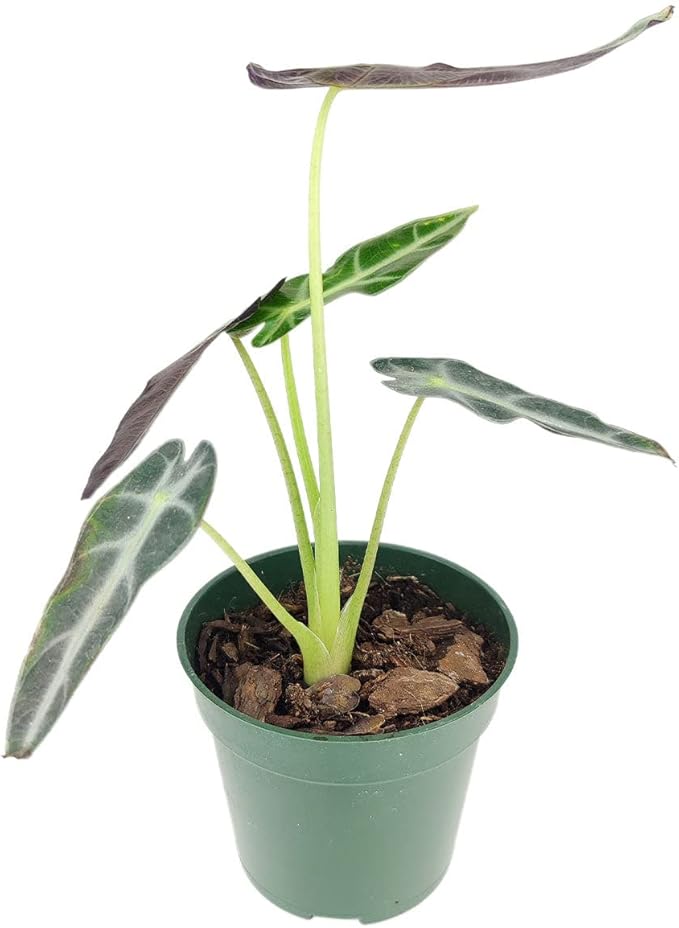 Alocasia Bambino (4'' Grower Pot) - Low Light and Healthy Houseplant - Easy to Care Indoor Houseplant