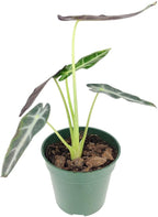 Alocasia Bambino (4'' Grower Pot) - Low Light and Healthy Houseplant - Easy to Care Indoor Houseplant