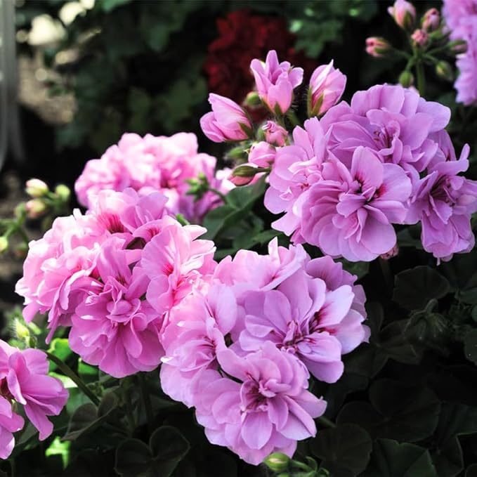 Set 2 Geranium Plants Live, 4-9 Inches Tall, Hardy Flowering Geraniums for Garden or Pots, Fragrant Perennial Blooms (Lavender Geranium)
