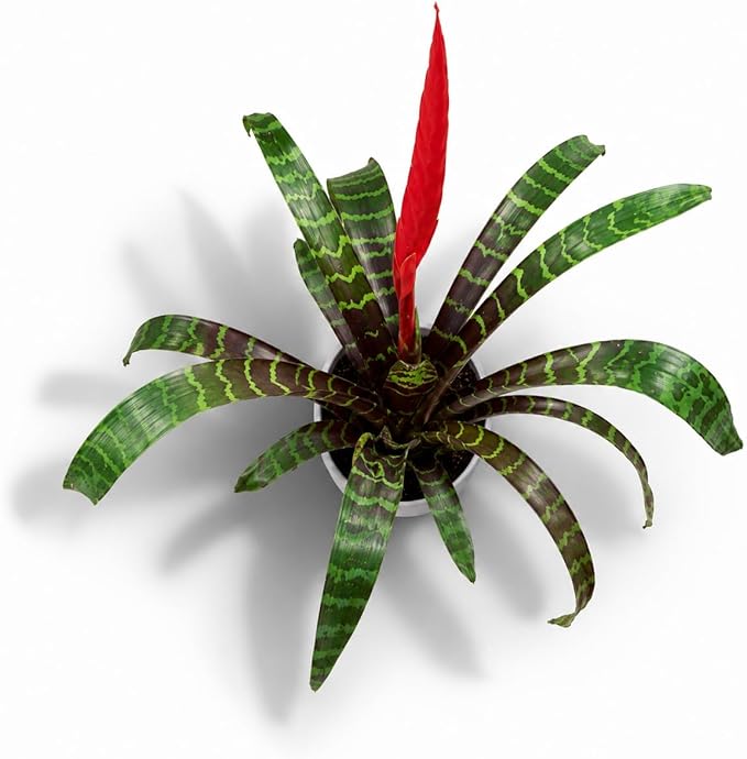 Bromeliad Flaming Sword Live Plant with Flower, Bromeliads Live Plant, Flowering Indoor Plants, Perfect Mothers Day Plants Gift, Colorful Live Plants