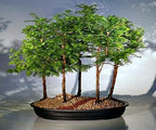 California Dawn Redwood Bonsai Tree Seeds - 30 Seeds - Ships from Iowa, USA
