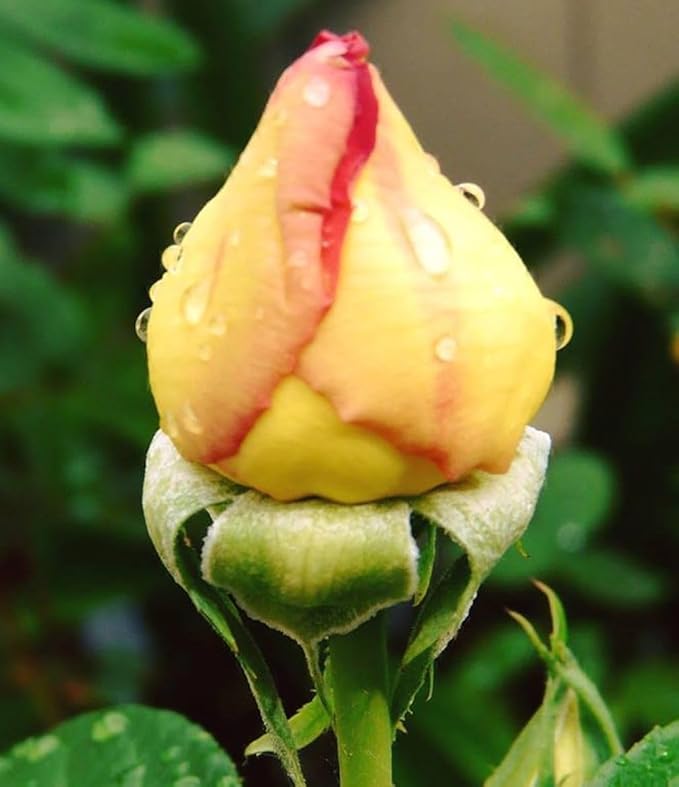 Rare Pink Red Purple Yellow Rose Seeds for Planting - 50+ Hybrid Climbing Rose Heirloom Bush Perennial Shrub Plant for Garden Decoration