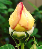 Rare Pink Red Purple Yellow Rose Seeds for Planting - 50+ Hybrid Climbing Rose Heirloom Bush Perennial Shrub Plant for Garden Decoration
