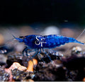 SF Aquatic™ 20 Blue Dream Shrimps High Grade Neocaridina Live Freshwater Aquarium Shrimps. Fully Mature Breeding Age. Live Arrival Guarantee.