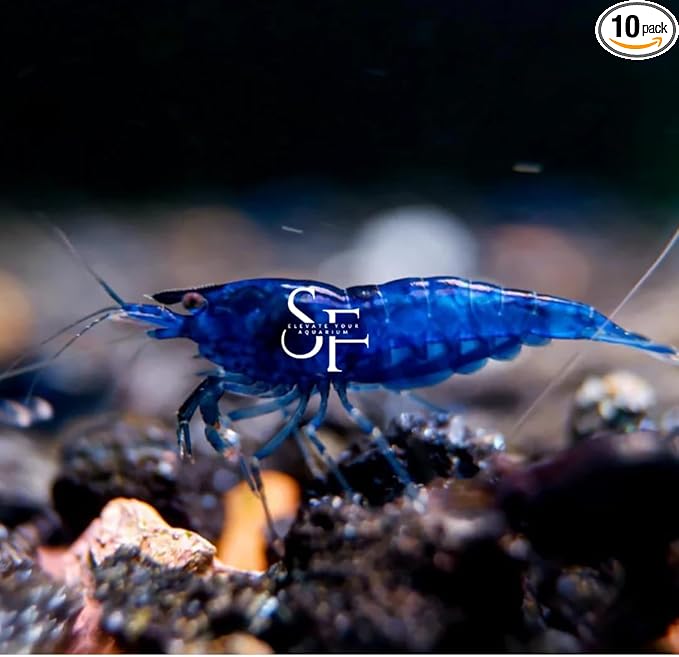 SF Aquatic™ 10 Blue Dream Shrimps High Grade Neocaridina Live Freshwater Aquarium Shrimps. Mature Breeding Age. Live Arrival Guarantee.