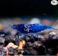 SF Aquatic™ 10 Blue Dream Shrimps High Grade Neocaridina Live Freshwater Aquarium Shrimps. Mature Breeding Age. Live Arrival Guarantee.
