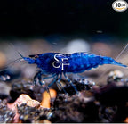 SF Aquatic™ 10 Blue Dream Shrimps High Grade Neocaridina Live Freshwater Aquarium Shrimps. Mature Breeding Age. Live Arrival Guarantee.