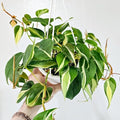 Philodendron Plant Live, Rare Tropical Variegated Live Indoor Houseplant for Home Office, 5-8" Tall, No Pot (Silver Philodendron)