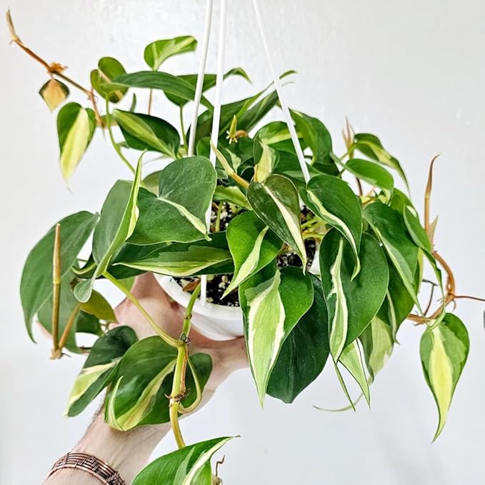 Philodendron Plant Live, Rare Tropical Variegated Live Indoor Houseplant for Home Office, 5-8" Tall, No Pot (Silver Philodendron)