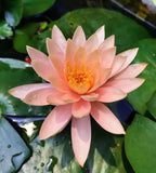 30 PCS Bowl Lotus Seeds Bonsai Lotus Seeds for Planting Water Lily Pink Purple Red Flower Aquatic Plants Seed Pond Plants Non GMO Home Garden Flowering