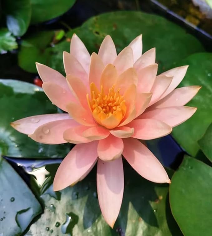 30 PCS Bowl Lotus Seeds Bonsai Lotus Seeds for Planting Water Lily Pink Purple Red Flower Aquatic Plants Seed Pond Plants Non GMO Home Garden Flowering