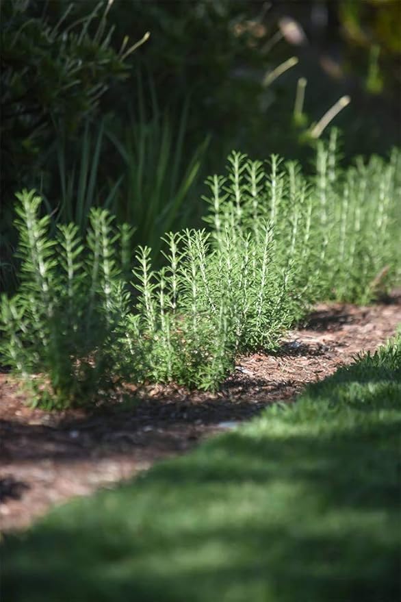 American Plant Exchange Rosemary Herb – Live 6-Inch Potted Edible Plant, Fragrant Evergreen Culinary Herb for Cooking, Indoor Windowsill, Patio Garden & Outdoor Container Landscaping