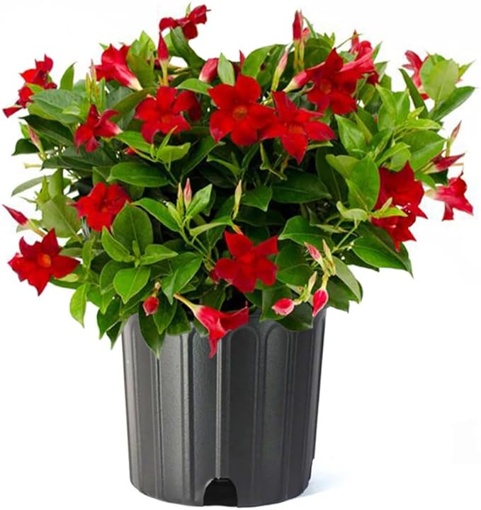 American Plant Exchange Red Dipladenia Bush, 10-Inch Pot, Live Flowering Plant, Blooms Constantly, Large Shrub for Landscapes and Container Gardens, Indoor & Outdoor Use