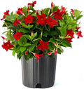 American Plant Exchange Red Dipladenia Bush, 10-Inch Pot, Live Flowering Plant, Blooms Constantly, Large Shrub for Landscapes and Container Gardens, Indoor & Outdoor Use