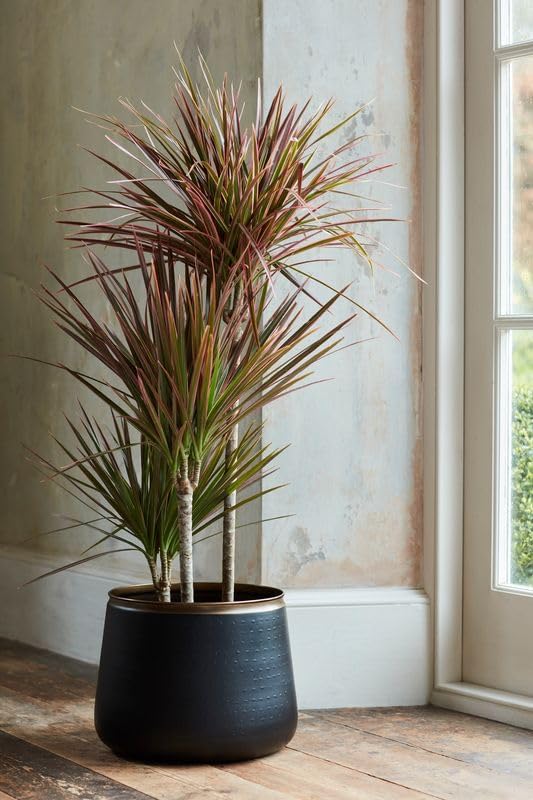 Burgon & Ball Sahara Sunset Medium Floor Pot