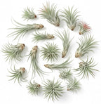 Pack 12 Mixed Ionantha Air Plants, Live Tillandsia, Bulk Airplants, Easy Care Houseplants for Indoor and Outdoor Planting