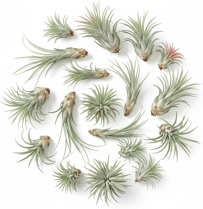 Pack 20 Mixed Ionantha Air Plants, Live Tillandsia, Bulk Airplants, Easy Care Houseplants for Indoor and Outdoor Planting