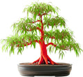 Flame Willow Bonsai Tree Cutting to Grow - Brilliant Orange-Red Bark - Thick Trunk Cutting - Fast Growing Bonsai - Cold-Hardy Deciduous Shrub or Small Tree - Unique Eye Catching