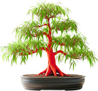 Flame Willow Bonsai Tree Cutting to Grow - Brilliant Orange-Red Bark - Thick Trunk Cutting - Fast Growing Bonsai - Cold-Hardy Deciduous Shrub or Small Tree - Unique Eye Catching